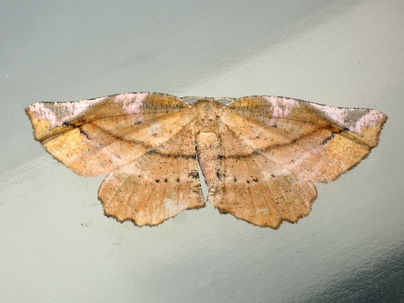 Apeira syringaria (Linnaeus, 1758)